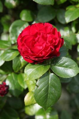 Uma cheirada de rosas e Uma é qualquer um